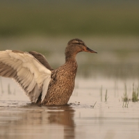 Krzyżówka - Anas platyrhynchos - Mallard
