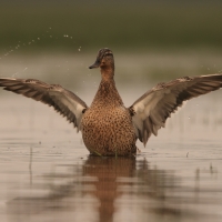 Krzyżówka - Anas platyrhynchos - Mallard