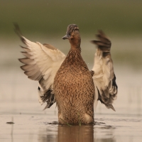 Krzyżówka - Anas platyrhynchos - Mallard