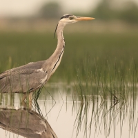 Czapla siwa - Ardea cinerea -Grey Heron