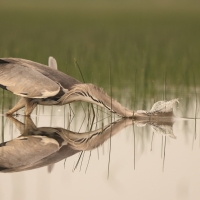 Czapla siwa - Ardea cinerea -Grey Heron