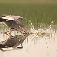 Czapla siwa - Ardea cinerea -Grey Heron