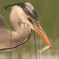 Czapla siwa - Ardea cinerea -Grey HeronCzapla siwa - Ardea cinerea -Grey Heron