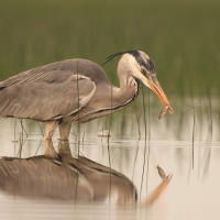 Czapla siwa - Ardea cinerea -Grey Heron