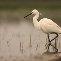 Czapla nadobna - Egretta garzetta - Little Egret