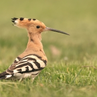 Dudek - Upupa epops - Common Hoopoe