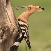 Dudek - Upupa epops - Common Hoopoe