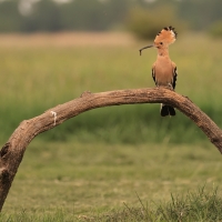 Dudek - Upupa epops - Common Hoopoe