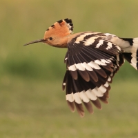 Dudek - Upupa epops - Common Hoopoe