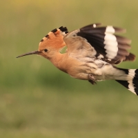 Dudek - Upupa epops - Common Hoopoe
