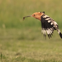 Dudek - Upupa epops - Common Hoopoe
