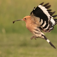 Dudek - Upupa epops - Common Hoopoe