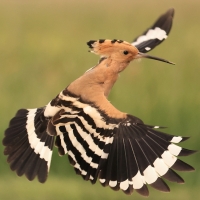 Dudek - Upupa epops - Common Hoopoe