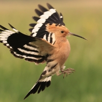Dudek - Upupa epops - Common Hoopoe