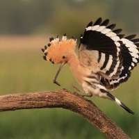 Dudek - Upupa epops - Common Hoopoe