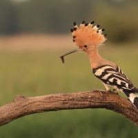 Dudek - Upupa epops - Common Hoopoe