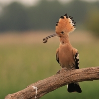 Dudek - Upupa epops - Common Hoopoe