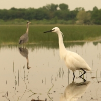 Czapla nadobna - Egretta garzetta - Little Egret