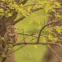 Pójdźka - Athene noctua - Little Owl