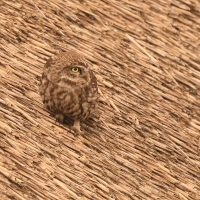 Pójdźka - Athene noctua - Little Owl