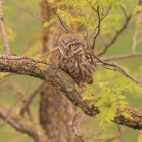 Pójdźka - Athene noctua - Little Owl