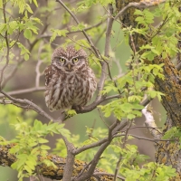 Pójdźka - Athene noctua - Little Owl