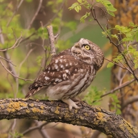 Pójdźka - Athene noctua - Little Owl