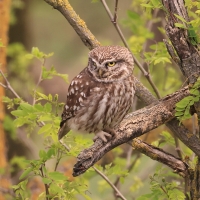 Pójdźka - Athene noctua - Little Owl