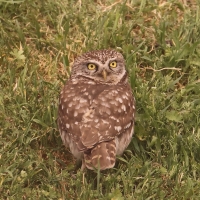 Pójdźka - Athene noctua - Little Owl
