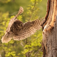 Pójdźka - Athene noctua - Little Owl