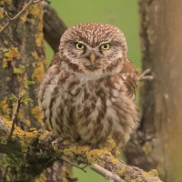 Pójdźka - Athene noctua - Little Owl
