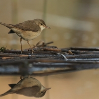 Trzcinniczek - Acrocephalus scirpaceus - Common Reed Warbler
