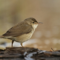 Trzcinniczek - Acrocephalus scirpaceus - Common Reed Warbler
