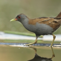 Zielonka - Zapornia parva - Little Crake