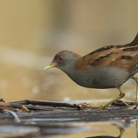 Zielonka - Zapornia parva - Little Crake