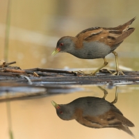 Zielonka - Zapornia parva - Little Crake