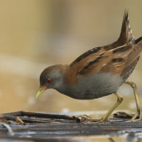 Zielonka - Zapornia parva - Little Crake