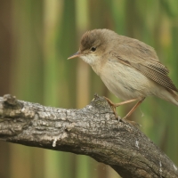 Trzcinniczek - Acrocephalus scirpaceus - Common Reed Warbler