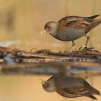 Zielonka - Zapornia parva - Little Crake