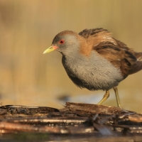 Zielonka - Zapornia parva - Little Crake