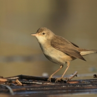 Trzcinniczek - Acrocephalus scirpaceus - Common Reed Warbler