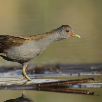 Zielonka - Zapornia parva - Little Crake