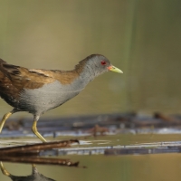 Zielonka - Zapornia parva - Little Crake