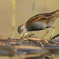 Zielonka - Zapornia parva - Little Crake