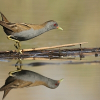 Zielonka - Zapornia parva - Little Crake