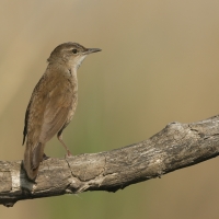 Brzęczka - Locustella luscinioides - Savi's Warbler