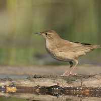 Brzęczka - Locustella luscinioides - Savi's Warbler