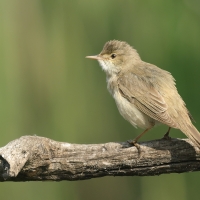 Trzcinniczek - Acrocephalus scirpaceus - Common Reed Warbler