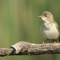 Trzcinniczek - Acrocephalus scirpaceus - Common Reed Warbler