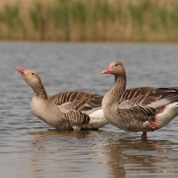 Gęgawa - Anser anser - Greylag Goose